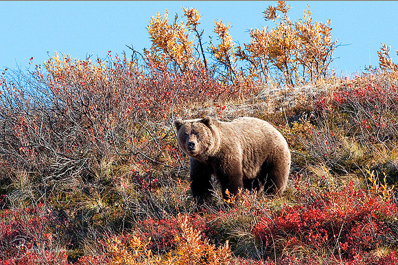 Grizzly Bear