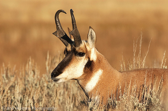 Male Pronghorn (Antelope), Yellowstone National Park