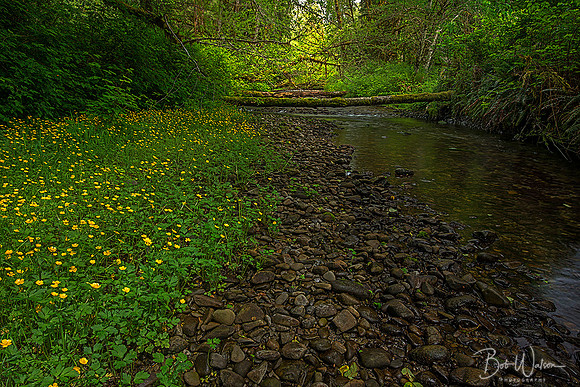 An Unnamed stream near the Quinalt Rain Forest, Olympic National Park, Washington