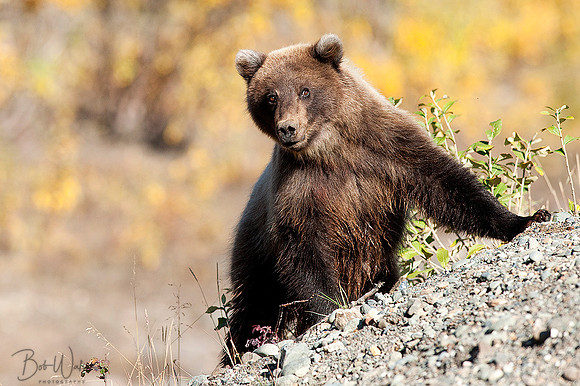 Grizzly Bear Cub