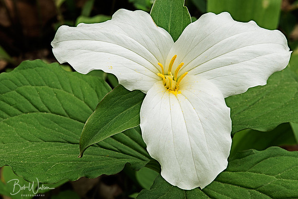 White Trillium, Warren Woods, Michigan