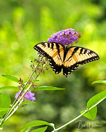 Male Eastern Tiger Swallowtail