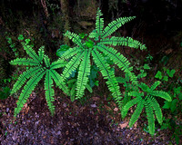 Forests and Plants