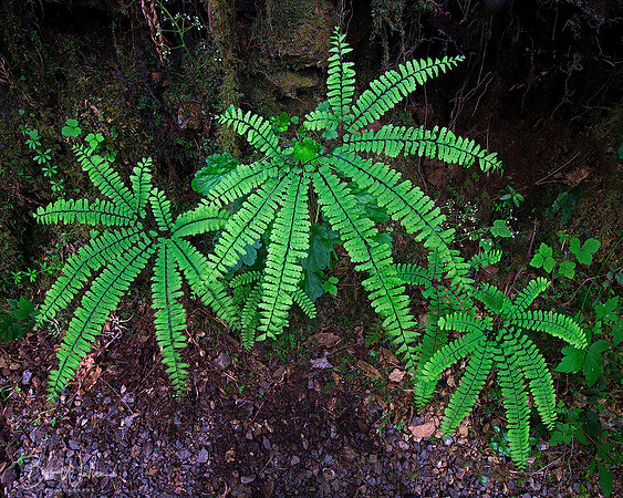 Maidenhair Fern near the Sol Duc area of Olympic National Park, Washington
