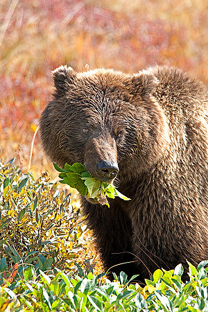 Grizzly Bear Sow grazing on a bush in Denali National Park, Alaska