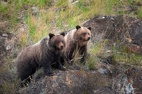 Grizzly Bear Cubs, Banff National Park, Alberta, Canada
