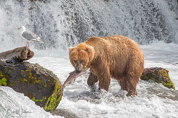 Catch of the Day