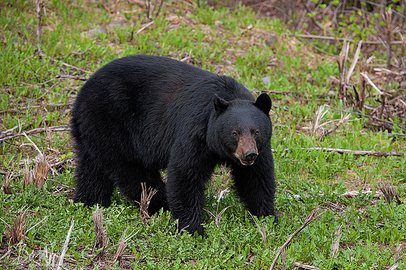 Boar Black Bear