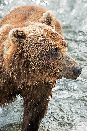 Brown Bear fishies at Brooks Falls, Katmai National Park, Alaska