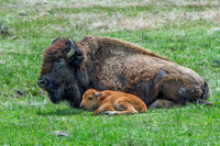Bison With Spring Calf, Yellowstone National Park, Wyoming