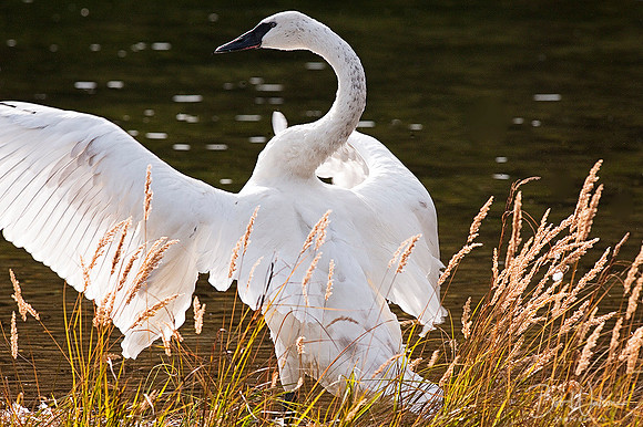 Trumpeter Swan preparing for flight, Alaska