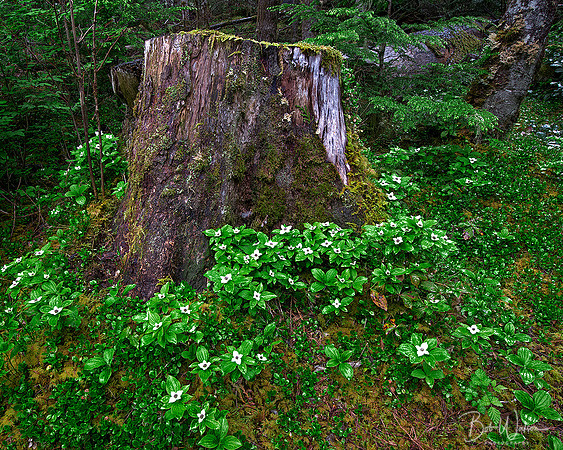 A healthy patch of Bunchberry, Olympic National Park, Washington
