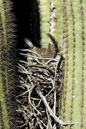 A Great Horned Owl sits on her nest in a Saguaro Cactus, Arizona