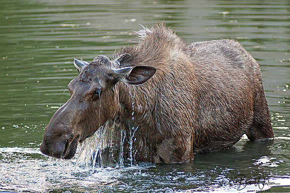 Alaskan Cow Moose