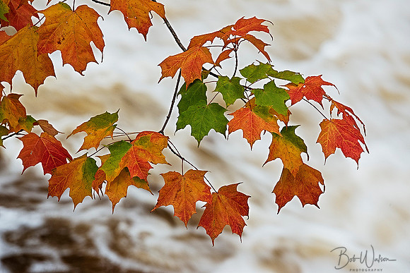 Maple Leaves Over River