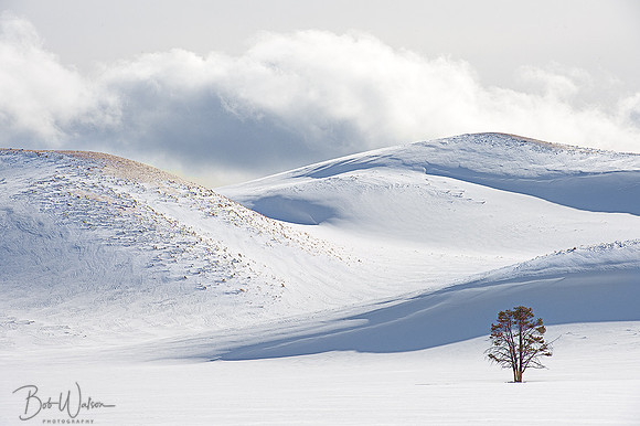 Lone Tree
