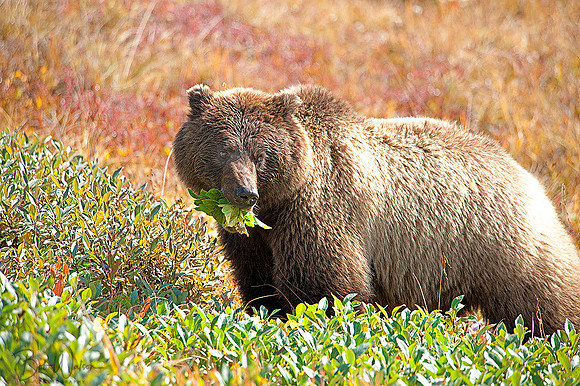 Grizzly Bear Sow grazing on a bush in Denali National Park, Alaska