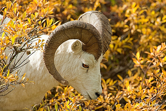 Dall Sheep Ram, Denali National Park, Alaska