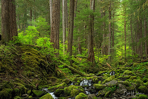 Beautiful Rain Forest along an unnamed cascade in Olympic National Park, Washington
