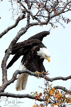 Bald Eagle looking over Kachemak Bay in Homer, Alaska