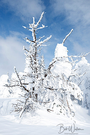Snow Ghosts on top of Two Top Mountain, Yellowstone National Park