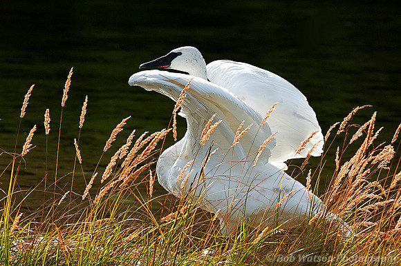 Trumpeter Swan, Denali National Park