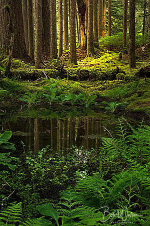 Rain Forest Serenity