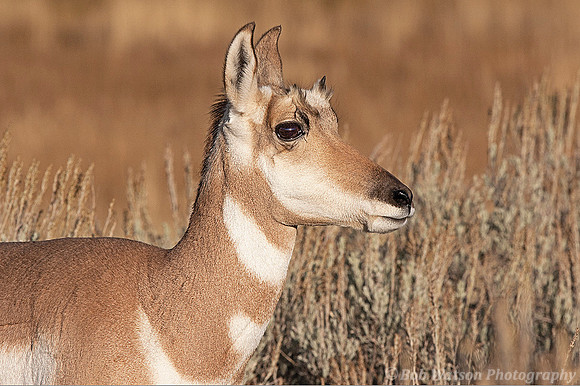 Female Pronghorn, Yellowstone National Park