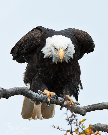 Bald Eagle preparing for flight over Kachemak Bay in Homer, Alaska